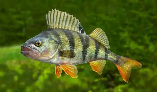 Kiedy sezon na okonia? Poznaj najlepsze miesiące na połowy