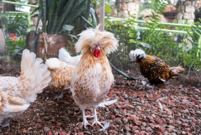 Kury ozdobne rasy z puszystymi czubkami, w tym jedna z pomarańczowo-białym pióropuszem i czerwonym grzebieniem.