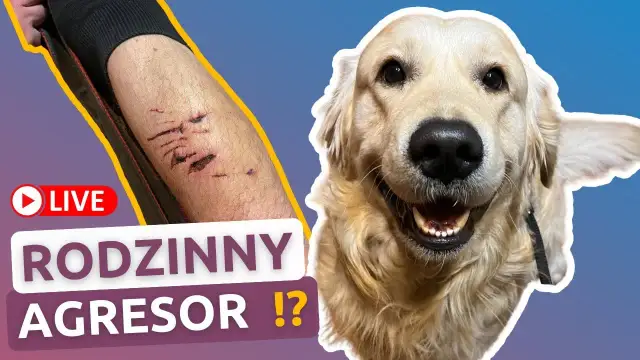 Czy golden retriever niszczy? Oto powody i jak temu zapobiec
