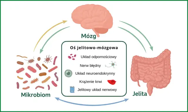 SIBO a psychika: Jak jelita wpływają na Twój umysł?