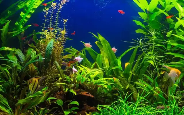 Co daje niebieskie światło w akwarium? Odkryj jego korzyści dla ryb i roślin