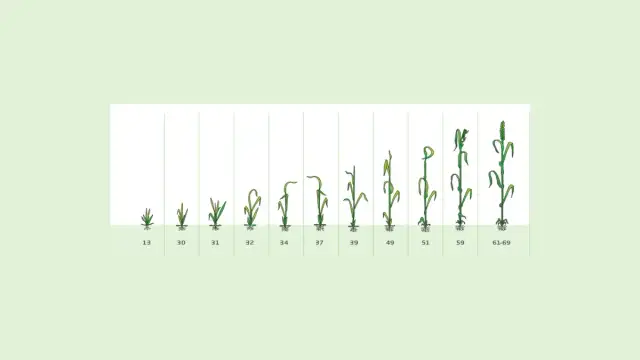 Fazy rozwojowe kukurydzy: klucz do skutecznej agrotechniki