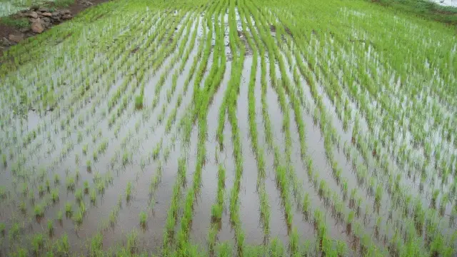 Jak rośnie ryż - odkryj sekrety skutecznej uprawy ryżu