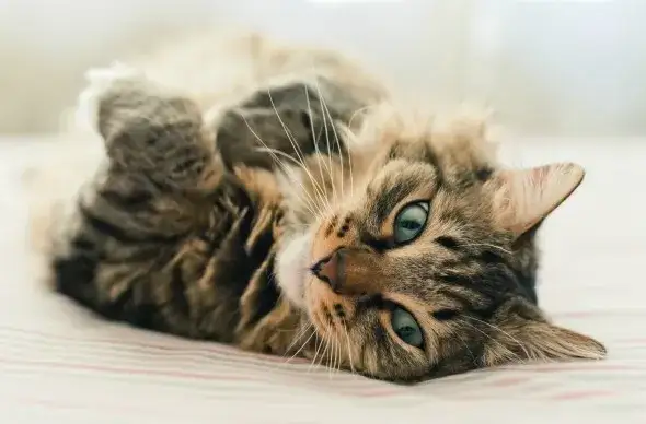 Jaką kuwetę dla małego kotka wybrać, aby uniknąć problemów?