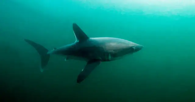 Czy rekiny są w Bałtyku? Odkryj niegroźne gatunki w morzu