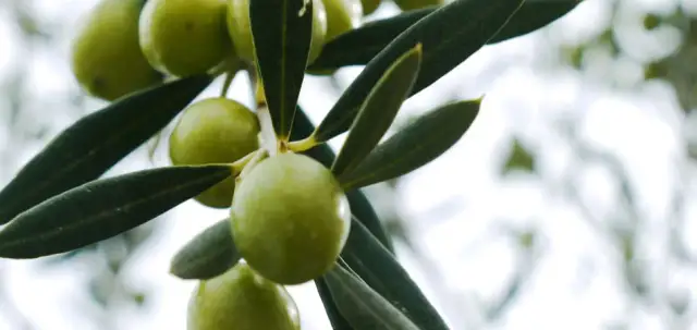 Czy oliwki są lekkostrawne? Odkryj ich wpływ na trawienie i zdrowie