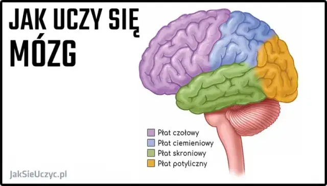 Anatomia: Jak uczyć się efektywnie? Sprawdzone metody i narzędzia