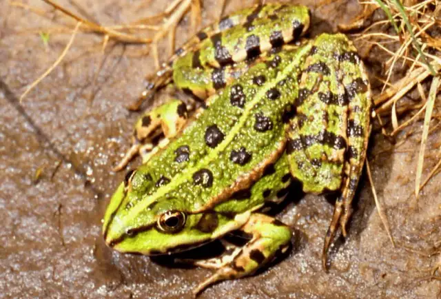 Czy żaba naprawdę przynosi szczęście? Symbolika i przesądy o żabach w kulturze