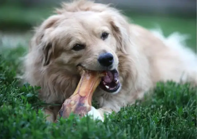 Czy pies może jeść kości? Bezpieczne opcje i ryzyka dla zdrowia