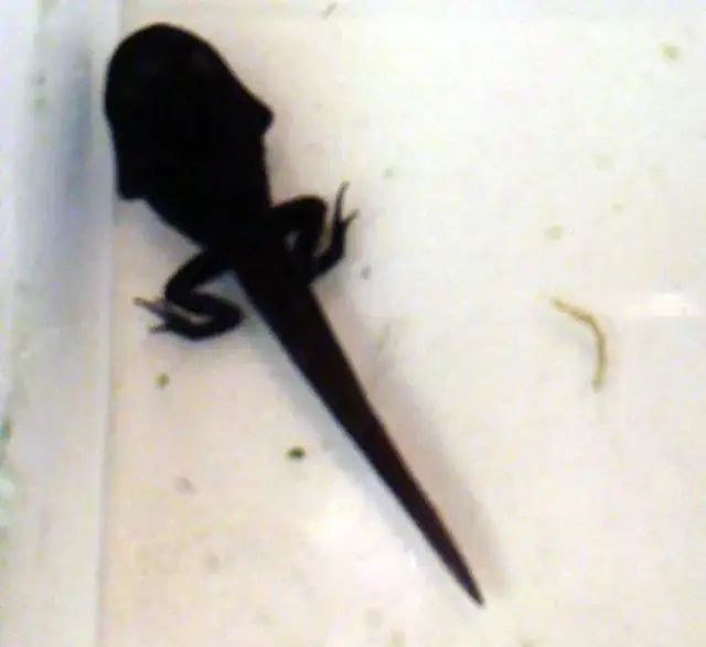 Czym się żywią kijanki? Odkryj tajemnice ich diety i zdrowia