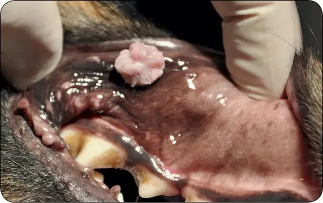 Nowotwór jamy ustnej u psa objawy – nie przegap tych sygnałów