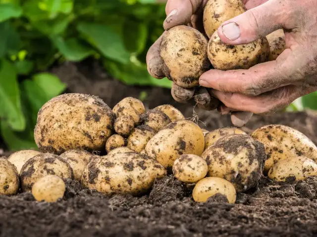 Ziemia oblepia świeżo wykopane bulwy ziemniaka. Dłonie zbieracza trzymają kilka z nich, gotowe do dalszej obróbki.