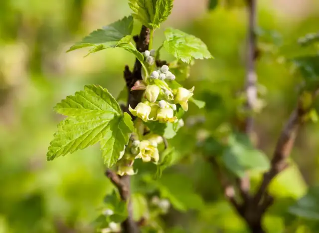 Kwitnienie porzeczki: Jak rozpoznać, kiedy kwitnie i co wpływa na plony?