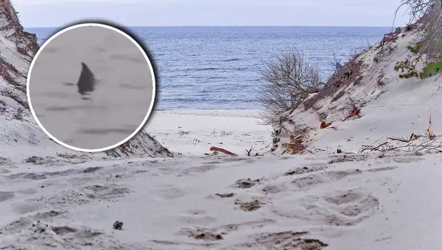 Czy rekiny w Bałtyku są groźne? Rozwiewamy mity!