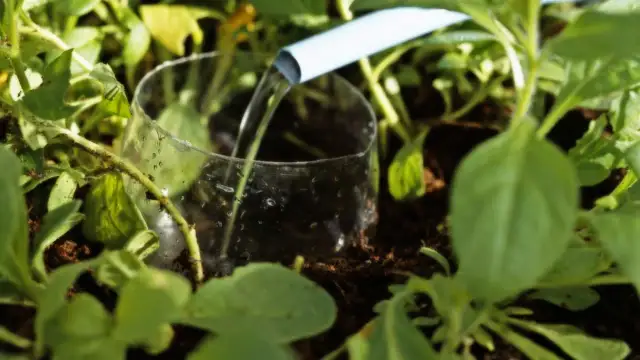 Jak zrobić podlewanie z butelki, by uniknąć przesuszenia roślin