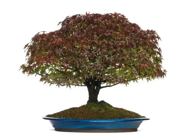 Mrozoodporne bonsai do ogrodu: przetrwają zimę i zachwycą!
