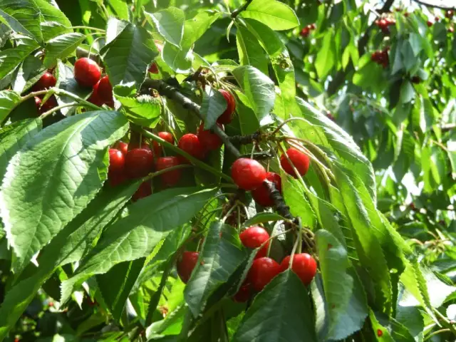 Co to jest sad owocowy i dlaczego warto go mieć w ogrodzie?