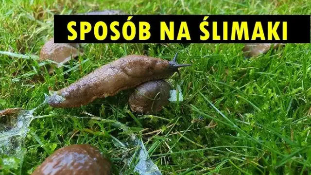 Jak zwalczyć ślimaki w ogrodzie? Skuteczne metody i porady