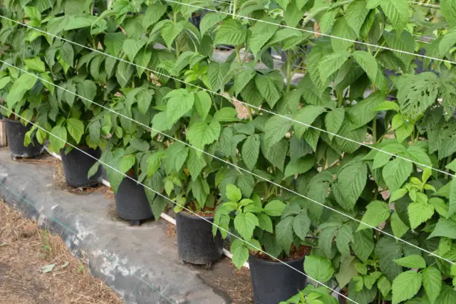 Jaką donicę do malin wybrać, aby uniknąć problemów z uprawą?