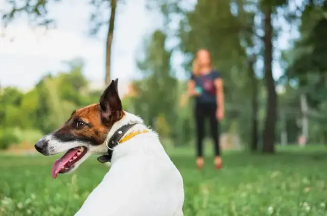 Jak nauczyć psa posłuszeństwa? Praktyczny przewodnik krok po kroku