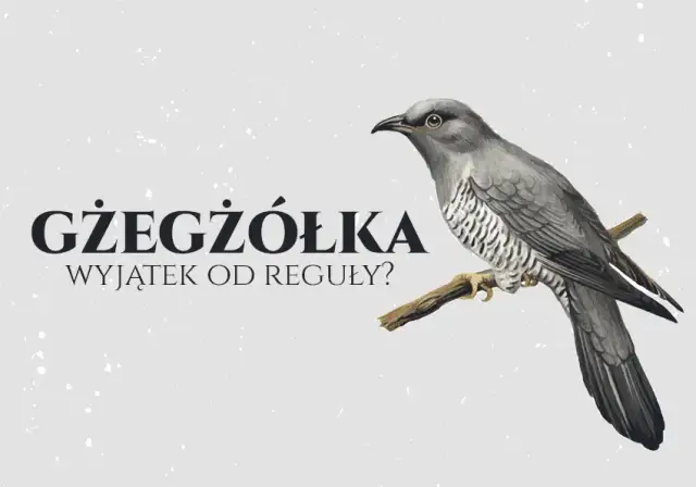 Jak się pisze gżegżółka? Uniknij najczęstszych błędów ortograficznych