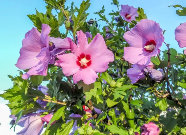 Hibiskus ogrodowy: Jak nawozić, by obsypał się kwiatami?