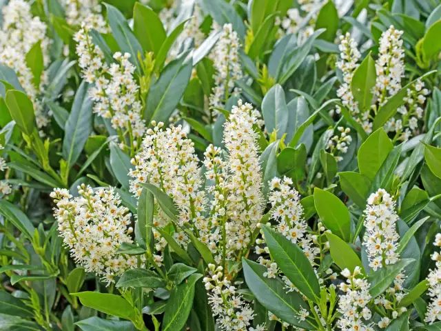 Czy owoce laurowiśni są jadalne? Sprawdź, zanim zaszkodzisz!