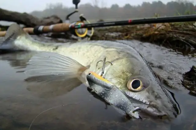 Najlepsze przynęty na sandacza spinning - unikaj błędów w wyborze