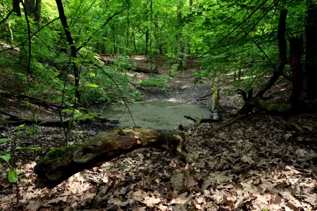 Rezerwat przyrody Meteoryt Morasko – tajemnice kraterów i unikalna fauna