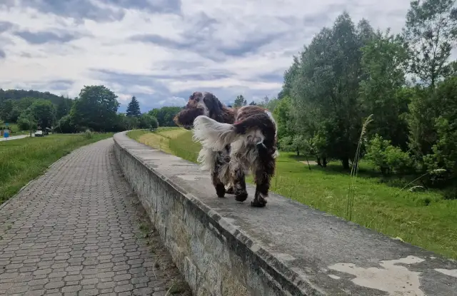 Gdzie na spacer z psem w Lubelskiem - odkryj najlepsze miejsca