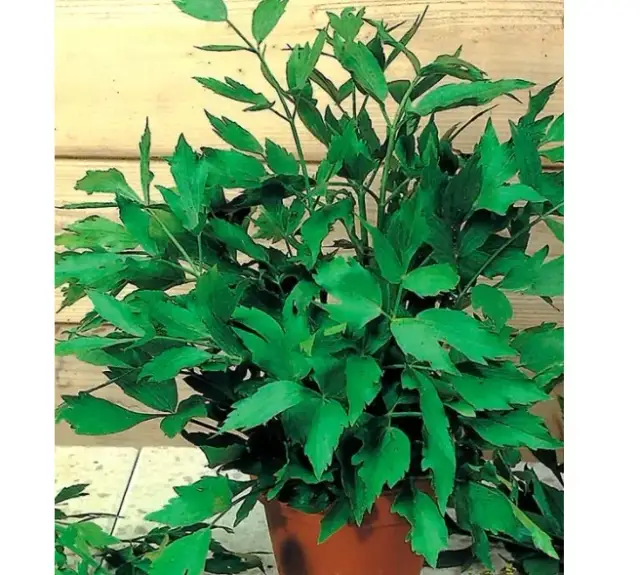 Gdzie kupić lubczyk w doniczce? Sprawdź najlepsze oferty online