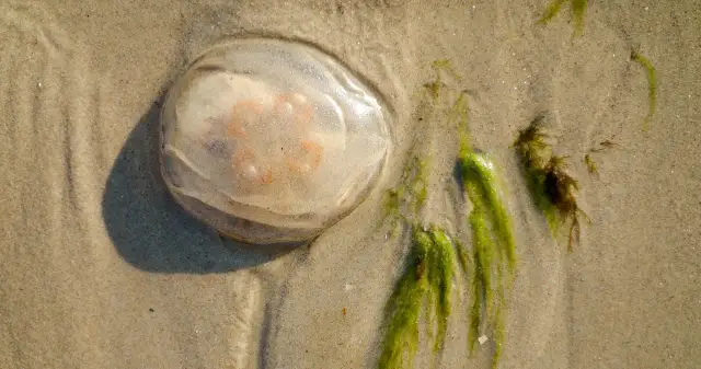 Czy meduzy w Bałtyku parzą? Dowiedz się, które są groźne dla Ciebie