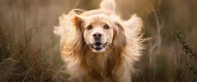 Złoty pies z rozwianymi włosami w trawie.