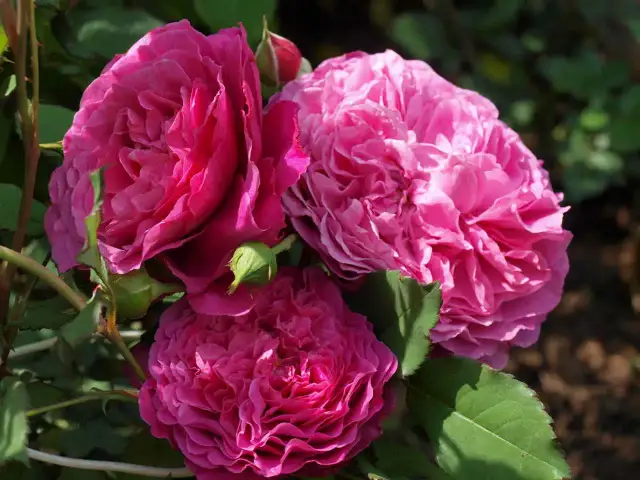 W jakim miesiącu kwitną róże? Odkryj najlepszy czas na kwitnienie