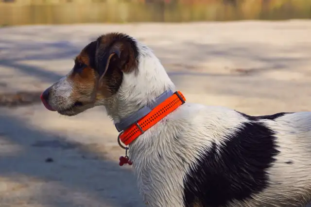 Czy pies powinien nosić obrożę cały czas? Sprawdź, co musisz wiedzieć