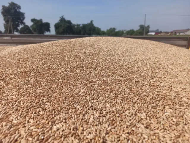 Ile kosztuje tona zboża z Ukrainy? Ceny, które mogą zaskoczyć