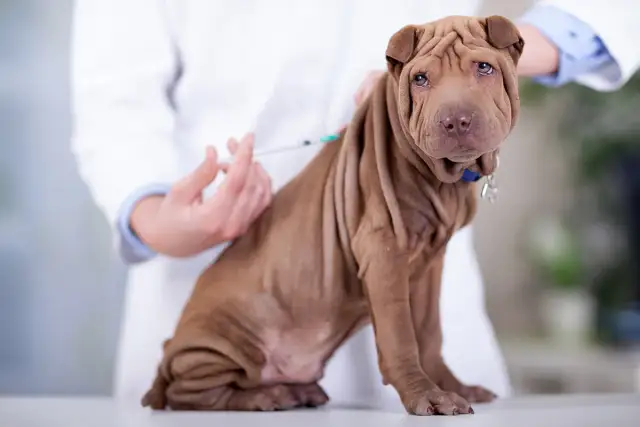 Ile szczepień ma szczeniak? Kalendarz, przepisy – zdrowy pies