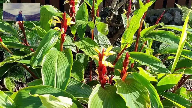 Jak kwitnie imbir i jak stworzyć idealne warunki do jego rozwoju