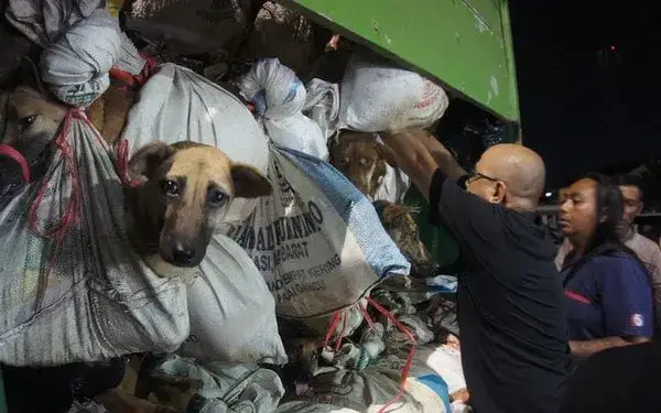 W jakim kraju jedzą psy? Zaskakujące tradycje i kontrowersje