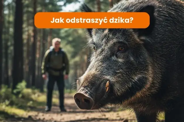 Jak odstraszyć dziki z działki? Skuteczne metody i porady eksperta
