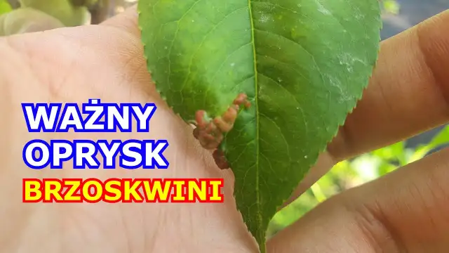 Kiedy opryskiwać brzoskwinie, aby uniknąć chorób i szkodników?