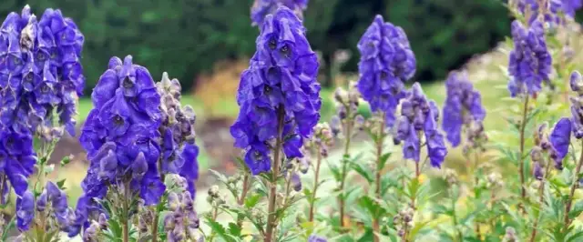 Trujący chwast: jak go rozpoznać i uniknąć niebezpieczeństwa