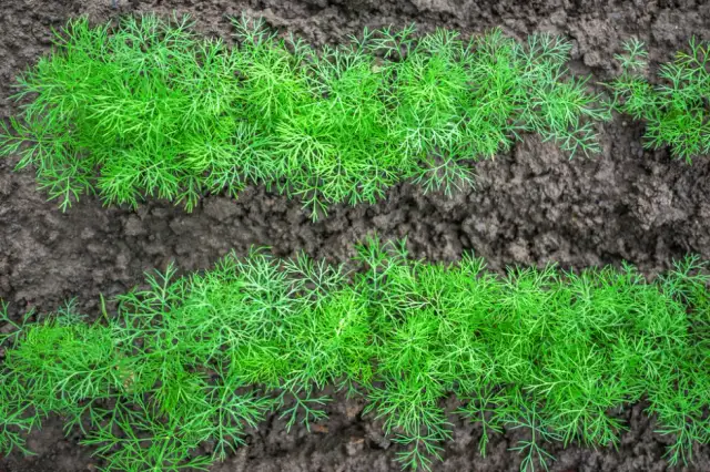 Kiedy siać koperek? Kalendarz siewu na świeże zbiory cały rok!