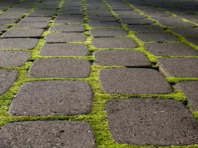 Skuteczne sposoby na usunięcie mchu z kostki brukowej bez chemii