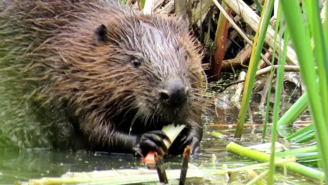 Bóbr czym się żywi? Odkryj zaskakujące fakty o jego diecie