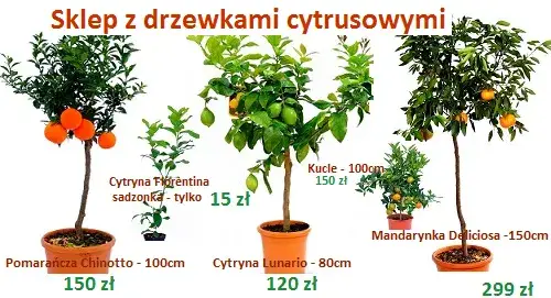 Jak nawozić cytrynę w doniczce? Kompletny poradnik