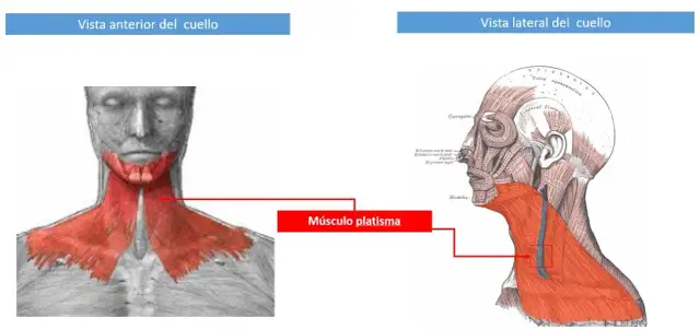 Todo sobre el músculo cutáneo del cuello: anatomía y estética