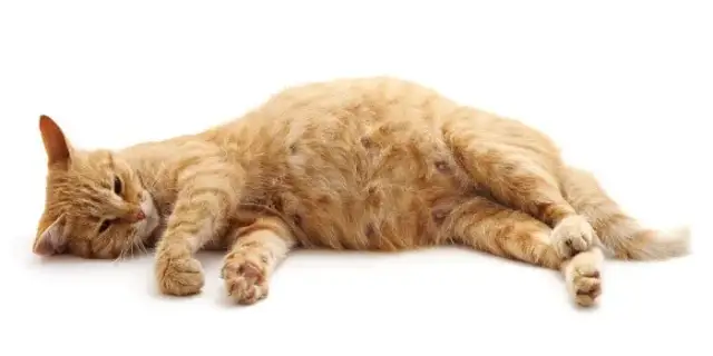 Czy karmiąca kotka może zajść w ciążę? Ważne fakty i obawy