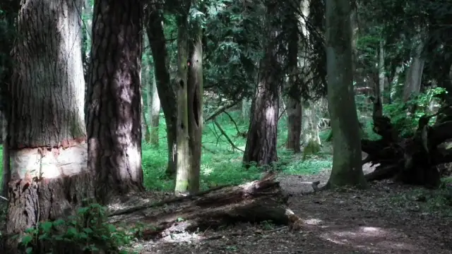 Najstarszy rezerwat przyrody w Polsce – historia i znaczenie Cisy Staropolskie