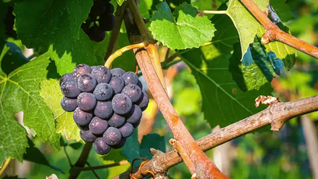 Jak przycinać winogrona, aby uniknąć błędów i uzyskać obfite plony